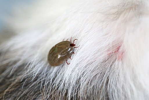 הדברת פרעושים